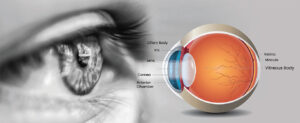 Eye Health Diagram