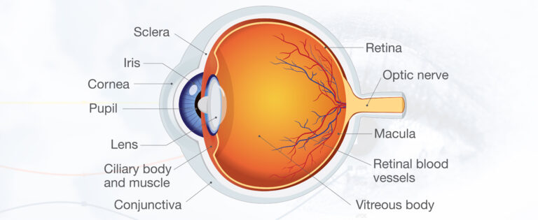 Human Eye Diagram