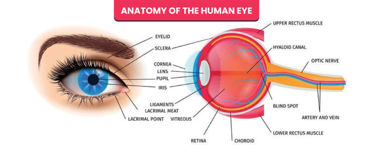 Eye Anatomy